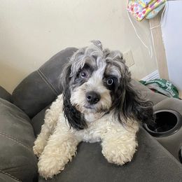 Fendi - Merle female Cockapoo puppy in Ocoee, Florida from Puppie Poos 4 U