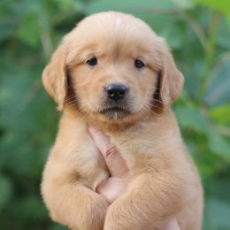 Trigger - Dark golden male Golden Retriever puppy in Lucasville, Ohio from Trusting Hearts Kennel