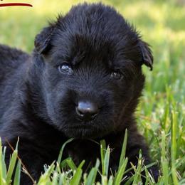 Agamemnon - Black male German Shepherd puppy in Canton, Texas from WILDWOOD GERMAN SHEPHERDS