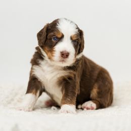 Jade - female Australian Mountain Doodle puppy in Cortez, Colorado from Sassy Pants Pups