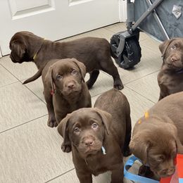 Labrador Retriever Puppies from Liberty Belle Labradors