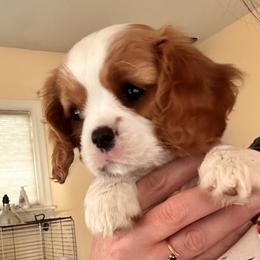 Cavalier King Charles Spaniel and Cavapoo Puppies from PJE Cavs and Poos