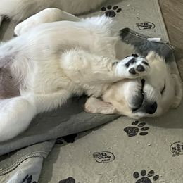 Golden Retriever Puppies from Family Loved Golden Retrievers