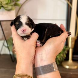 Diamond- white collar - Tri-color female Bernedoodle puppy in Salt Lake County, Utah from Coco Avenue Pups