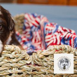 Eleanor Roosevelt - Red tri female Miniature Australian Shepherd puppy in Oakland, Maryland from Yarborough Kennels
