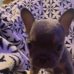 Cookie - Blue male French Bulldog puppy in Gerber, California from In The Zone Dog Training and Breeding