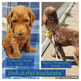 Goldendoodle All Grown Up from SW Doodles of CA