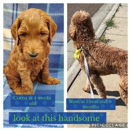 Goldendoodle All Grown Up from SW Doodles of CA