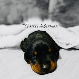 Doberman Pinscher Puppies from TeatreeDoberman