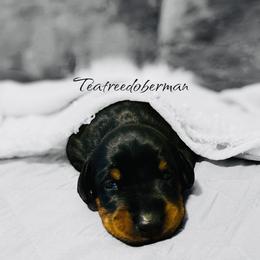 Doberman Pinscher Puppies from TeatreeDoberman
