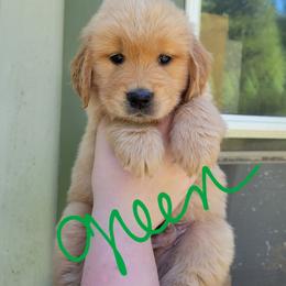 Green - Golden male Golden Retriever puppy in Brush Prairie, Washington from Paradise Peaks