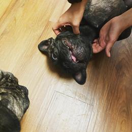 French Bulldog All Grown Up from Bully Mates