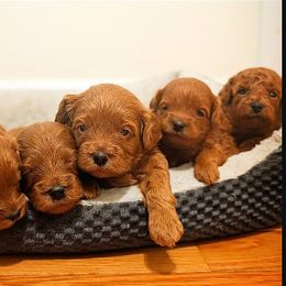Cavapoo puppies from GeorgiaCavapoos