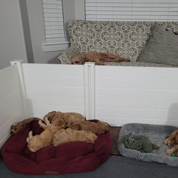 Cavapoo Puppies from Prince Pups