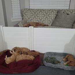 Cavapoo Puppies from Prince Pups