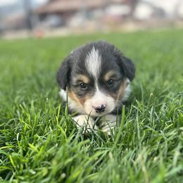 Tow Mater - Black and tan male Pembroke Welsh Corgi puppy in Washington from Castle View Royal Rumps