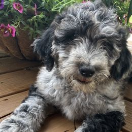 Aussiedoodles from Bluebird Kennels