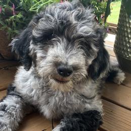 Aussiedoodles from Bluebird Kennels