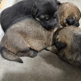 Boy 2 - Sable male German Shepherd puppy in New Egypt, New Jersey from Jagermeister German Shepherds / Carlos Rojas K9