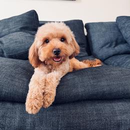 Roo - Goldendoodle