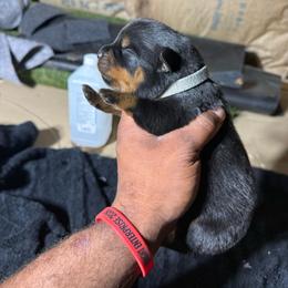 Boy 2 - Black and mahogany male Rottweiler puppy in Corydon, Indiana from Rottweiler von knight enterprise