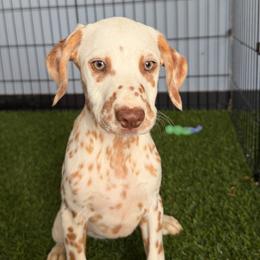 Pretty - sable - White and orange female Dalmatian puppy in Sedalia, Missouri from Missouri Dalmatians