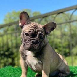 Zorro - Fawn French Bulldog puppy in Texas from Anime Exotic Kennels