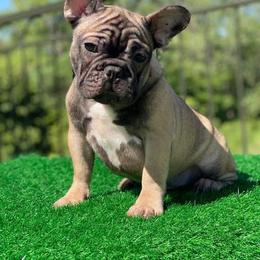 Zorro - Fawn French Bulldog puppy in Texas from Anime Exotic Kennels