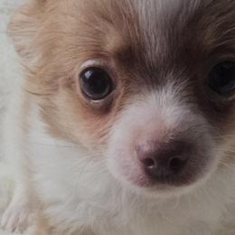 Cavalier King Charles Spaniels, Cavapoos, Chihuahuas, Companion Crosses, and Pomskies from Petite Pups