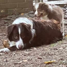 Australian Shepherd Puppies from Best Aussies