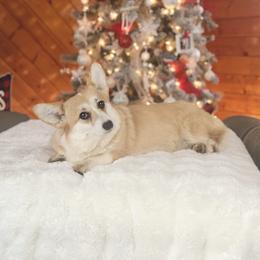 Nilla - Pembroke Welsh Corgi