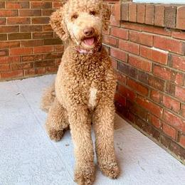 Maui - Goldendoodle