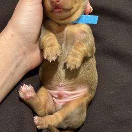 Cortado - Chocolate and tan male Dachshund puppy in Moon Township, Pennsylvania from Serendipity Dachshunds