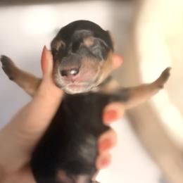Black and tan boy - Black and tan male Dachshund puppy in Newark, Delaware from Rich Point