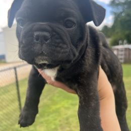 Ace - Brindle and white male French Bulldog puppy in Nora Springs, Iowa from Summit View Frenchies