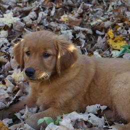 Golden Retriever Puppies from Green Mountain Golden Retrievers