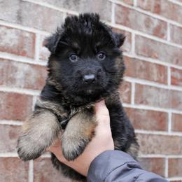 Grey collar - Black and red male German Shepherd puppy in Mount Vernon, Missouri from German Haus German Shepherds LLC