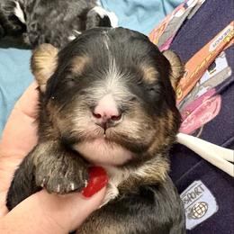 White collar girl - Tri-color female Bernedoodle puppy in Lake, Michigan from 3 King Doodles & Poodles