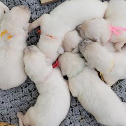 Golden Retrievers from Creek's Edge Goldens