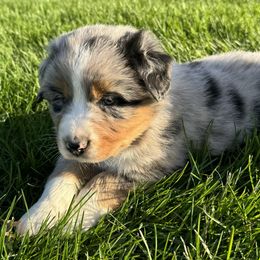 Australian Shepherd Puppies from White Silo Aussies