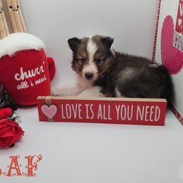Shetland Sheepdog Puppies from DK'S Sassy River Shelties