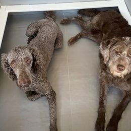 Goldendoodles and Labradoodles from Doodling Around