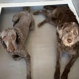 Goldendoodles and Labradoodles from Doodling Around
