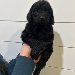 Hugh Jackman - Black and white male Aussiedoodle puppy in Payson, Utah from Country Sky Doodles