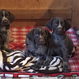 German Shorthaired Pointer Puppies from Coleman Creek Kennel