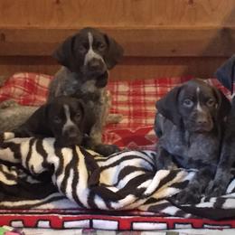 German Shorthaired Pointer Puppies from Coleman Creek Kennel
