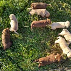Chesapeake Bay Retriever Puppies from GemiLamb Gun Dogs