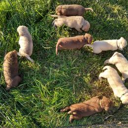 Chesapeake Bay Retriever Puppies from GemiLamb Gun Dogs