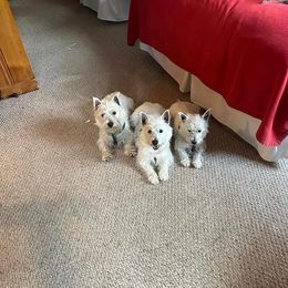 West Highland White Terriers from Altepeter West Highland Terriers
