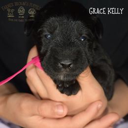 Grace Kelly - Black female Miniature Schnauzer puppy in Sedalia, Missouri from Farmer Brown's Puppies